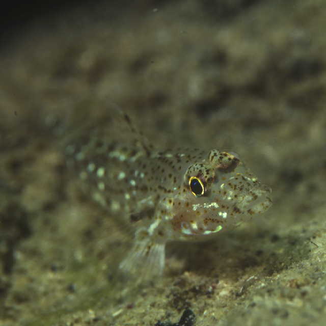 Fusigobius gracilis